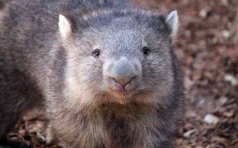 Les wombats australiens victimes d'une mystérieuse et fatale maladie du foie | Toxique, soyons vigilant ! | Scoop.it