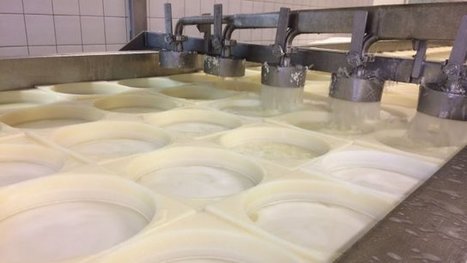 En Savoie: le fromage à raclette attend son label | Lait de Normandie... et d'ailleurs | Scoop.it