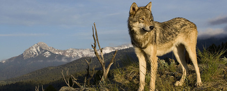 Nature : l’exception culturelle française | Pastoralisme Ours Loups Lynx | Scoop.it