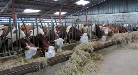 Paysan recherche solution d’abattage désespérément | La Gazette des abattoirs | Scoop.it