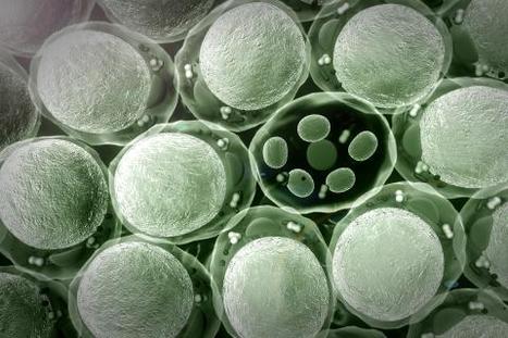 MÉLANOME: Les antibiotiques à l’assault des mitochondries des cellules cancéreuses | Actualité sanitaire et sociale - CRDI Croix-Rouge Compétence                               Hauts-de-France | Scoop.it