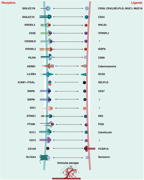 Immune Checkpoint Inhibitors and Immunomodulators for Cancer | Pirouz Daftarian posted on the topic | Immunology and Biotherapies | Scoop.it