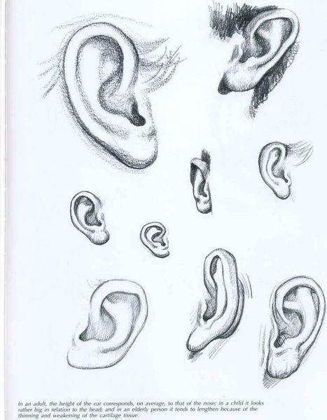 Ear Drawing Reference Guide | Drawing References and Resources | Scoop.it