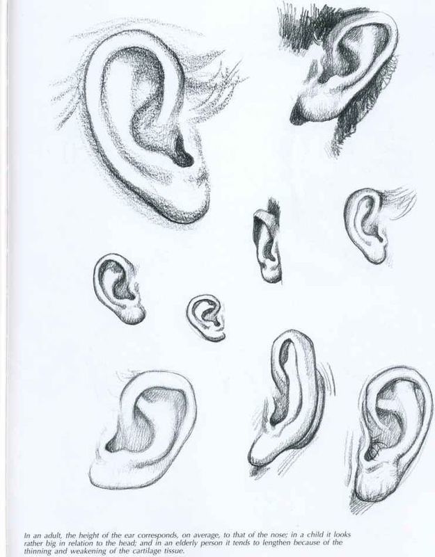 Ear Drawing Reference Guide Drawing Reference