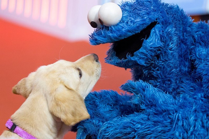 Cookie Monster Puppy Love | Walking On Sunshine | Scoop.it