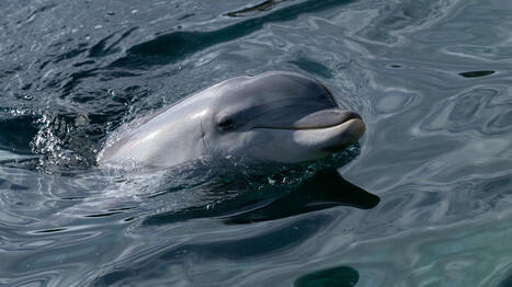 L'association One Voice demande au ministère de la Transition écologique d'empêcher le transfert des dauphins du Marineland d'Antibes | Biodiversité - @ZEHUB on Twitter | Scoop.it