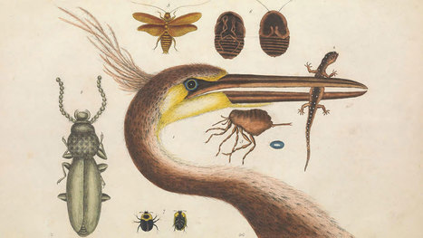 150 000 illustrations botaniques et animales sont désormais téléchargeables gratuitement | APPRENDRE À L'ÈRE NUMÉRIQUE | Scoop.it