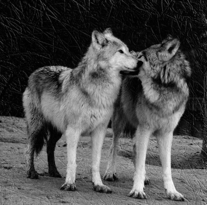 Photo | Loup | Scoop.it