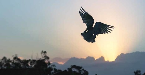 Is Your Business Ready for Agile Transformation? | Tampa Florida Business Strategy | Scoop.it