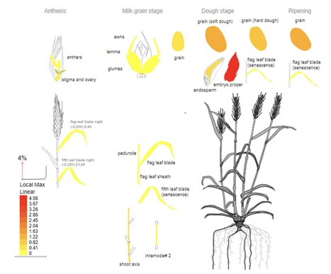Original Paper in Scientific Reports &bull; Belzile/Torkamaneh Labs 2021 &bull; GWAS identifies an ortholog of the rice D11 gene as a candidate gene for grain size in an international collection of ... | Originals | Scoop.it