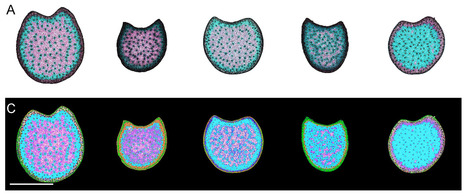 Un plugin ImageJ qui ségmente automatiquement des coupes de tiges de maïs avec une précision et une fidélité remarquables | Life Sciences Université Paris-Saclay | Scoop.it