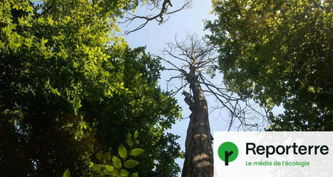 L’État affaiblit la protection des forêts protégées | SCIENCES DU VEGETAL | Scoop.it