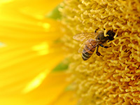 Europe's pollination potential for food crops mapped and assessed by JRC scientists | EntomoNews | Scoop.it