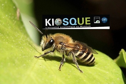 Kiosque de septembre le dimanche premier - CNRS / Museum | Les laboratoires du CNRS Occitanie Ouest dans la presse | Scoop.it