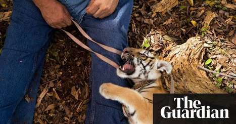 More tigers live in US back yards than in the wild. Is this a catastrophe? | Environment | The Guardian | Innovation, D&eacute;veloppement Durable, RSE | Scoop.it