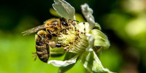 Conflits d'intérêts au « GIEC de la biodiversité » | EntomoNews | Scoop.it