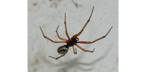 Y a-t-il vraiment des attaques d'araignées à Londres ? | EntomoNews | Scoop.it