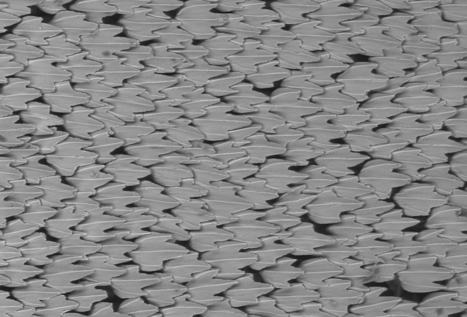 Using Shark Scales to Design Better Drones, Planes, and Wind Turbines | Biomimicry | Scoop.it