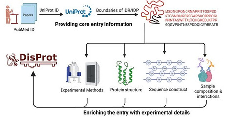 DisProt in 2026: enhancing intrinsically disordered proteins accessibility, deposition, and annotation | nar | RMH | Scoop.it