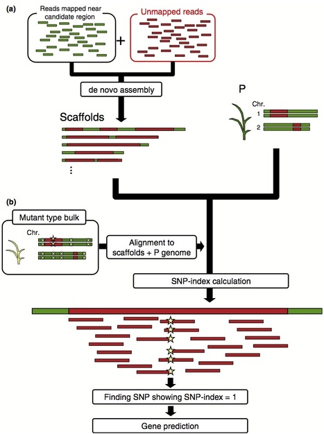 New Phytologist: MutMap-Gap: whole-genome resequencing of mutant F2 progeny bulk combined with de novo assembly of gap regions identifies the rice blast resistance gene Pii (2013) | MutMap | Scoop.it
