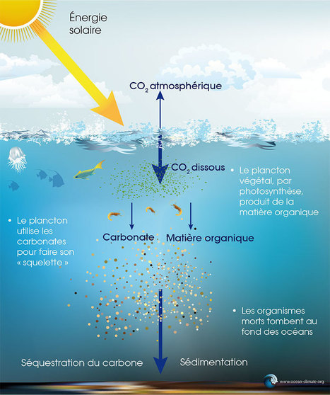 Océans : comment fonctionne la plus grande pompe à carbone de la planète | EntomoNews | Scoop.it