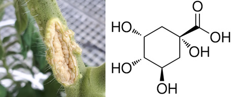 How bacterial pathogens hijack host carbon: Insights from TnSeq metabolic network analysis | I2BC Paris-Saclay | Scoop.it