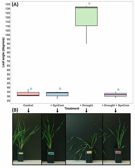 Assembly and application of a synthetic bacterial community for enhancing barley tolerance to drought | Plant-Microbe Symbiosis | Scoop.it