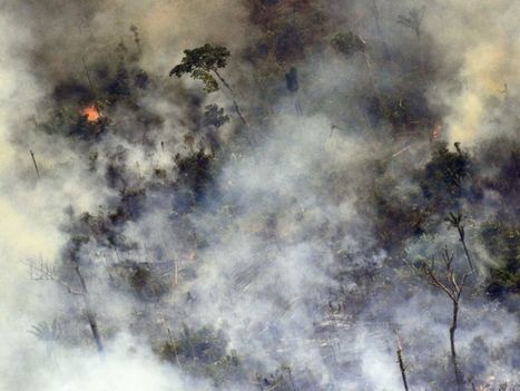 La régénération de la forêt en Amazonie, un processus lent et difficile | GREENEYES | Scoop.it