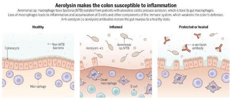 #scienceperspective | Science Magazine | Mucosal Immunity | Scoop.it