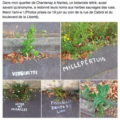 A Nantes, une mystérieuse graffeuse nomme les plantes des rues | Paysage - Agriculture | Scoop.it