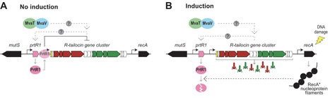 The repressor PrtR1 and the global H-NS-like regulators MvaT and MvaV enable the fine-tuning of R-tailocin expression in Pseudomonas protegens | BMC | RMH | Scoop.it