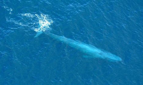 California blue whales, once nearly extinct, are back at historic levels | Coastal Restoration | Scoop.it