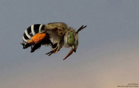 Hold Steady! 21 Photos of Wildlife in Action | Variétés entomologiques | Scoop.it