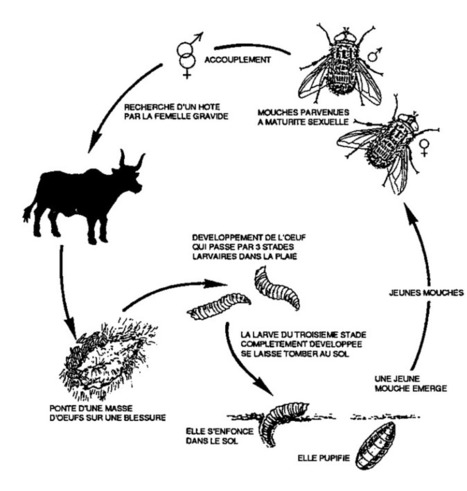 Elle se retrouve avec des asticots mangeurs de chair dans l'oreille | 21st Century Innovative Technologies and Developments as also discoveries, curiosity ( insolite)... | Scoop.it