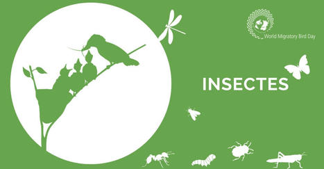 La Journée mondiale des oiseaux migrateurs 2024 se concentrera sur les insectes | Variétés entomologiques | Scoop.it