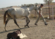 Caballo en la mano y Contacto ... | Caballo, Caballos | Scoop.it