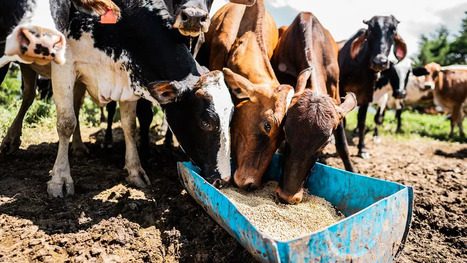L'ECHO DEMETER : Comment r&eacute;duire notre d&eacute;pendance au soja, qui nourrit nos vaches et nos poulets ?&nbsp; | &Eacute;CHO DEMETER - Nos experts s&rsquo;expriment | Scoop.it