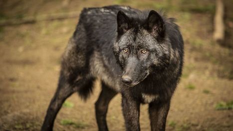 Limousin : le loup toujours sous surveillance | Loup | Scoop.it