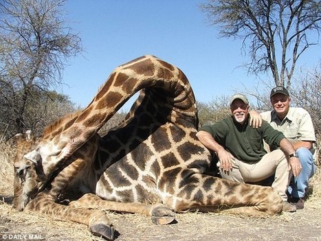 WILDLIFE : Giraffe Killing Spree is Hunting for ALL the Family | BIODIVERSITY IS LIFE  – | Scoop.it