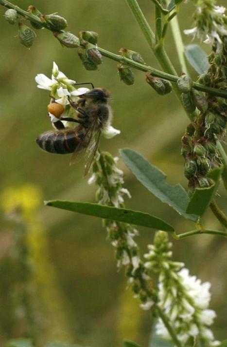 L'usage des pesticides [*] contre les insectes volants fait craindre "une catastrophe écologique imminente" | Les Colocs du jardin | Scoop.it