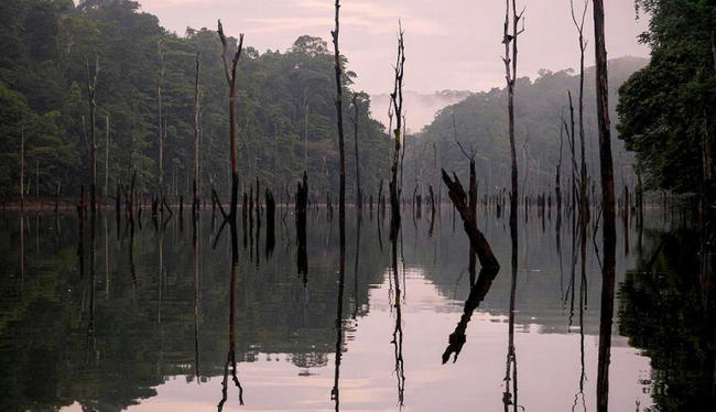 En Guyane française, un site à la biodiversité unique est menacé par un projet d’exploitation