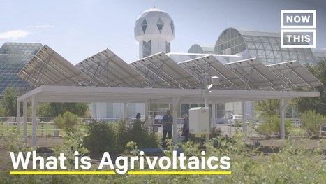 Agrivoltaics: Solar Panels Bring Life to Struggling Farms | Technology in Business Today | Scoop.it
