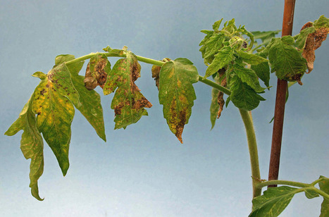 UCSD researchers test the use of plant viruses to ward off pests  | Virus World | Scoop.it