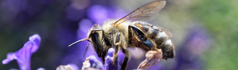 Copernicus : deux nouveaux services pour &eacute;valuer l'agro&eacute;cologie en Europe | TRANSITION AGROECOLOGIQUE : PRATIQUES ET POLITIQUES AGRICOLES | Scoop.it