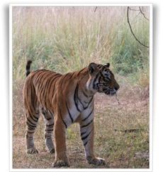 Cheapest Tiger Tour Packages in India | Indian tour and Travel | Scoop.it