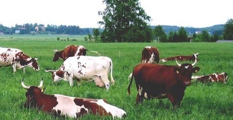 Lehm&auml; | 1Uutiset - Lukemisen t&auml;hden | Scoop.it