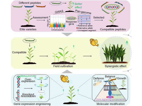 Mol Plant: Plant-derived peptides: From identification to agronomic applications (2025) | Publications from The Sainsbury Laboratory | Scoop.it