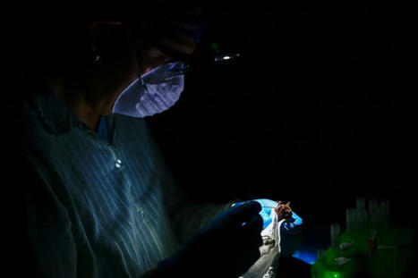 Dans la forêt du Mexique, des scientifiques traquent les futures épidémies | COVID-19 : Le Jour d'après et la biodiversité | Scoop.it