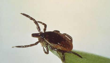 Maladie de Lyme : le cri d'alerte du professeur Montagnier | Variétés entomologiques | Scoop.it