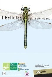 Libellules entre ciel et eau | Variétés entomologiques | Scoop.it